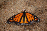 Monarch Butterflies