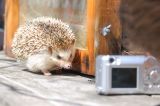 Hedgehog photo shoot