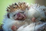 Hedgehog 3.jpg