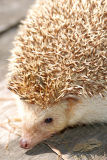 Hedgehog 7