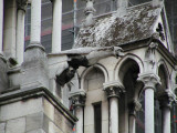 Notre Dame gargoyle