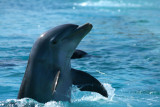 Dolphin Cay