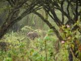 Our first Ngorogoro sighting!