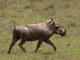 Who knew that warthogs were so cute!?