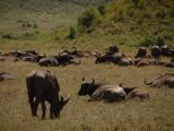 Mbogo herd in the crater