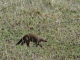 Banded mongoose