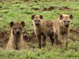 Hyena family