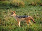 A jackal watches...