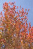 Autumn Abstract.jpg