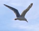 Seagull Gliding.jpg