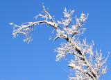 Snow-covered Branch.jpg