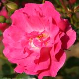 Pink Flower.jpg