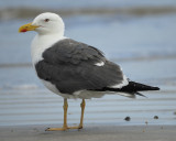 lesser black-backed gull BRD0625.jpg