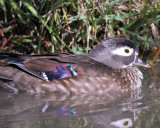 wood duck LND1813.jpg