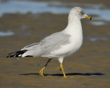 ring-billed gull BRD2771.jpg