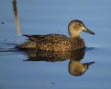 blue-winged teal BRD3171.jpg