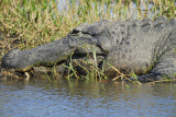 american alligator BRD5491.jpg