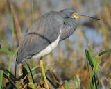 tricolored heron BRD5487.jpg