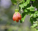 abutilon BRD9718.jpg