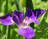 louisiana iris BRD9716.jpg