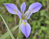 louisiana iris DSC0575.jpg
