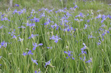 louisiana iris DSC0617.jpg