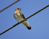 rough-winged_swallow_BRD0575.jpg