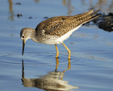 lesser yellowlegs BRD1227.jpg