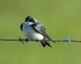 tree swallow BRD0877.jpg