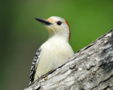red-bellied woodpecker BRD1611.jpg