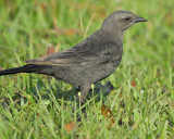 brewers blackbird BRD2826.jpg