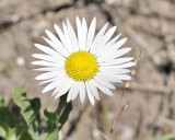 annual aster DSC0875.jpg