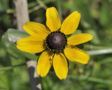 swamp sunflower DSC0694.jpg