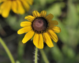 brown-eyed susan DSC1244.jpg