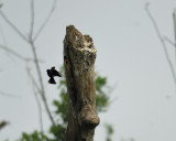tree swallow BRD7507.jpg