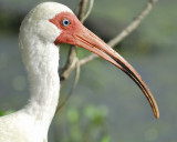 white ibis BRD7888.jpg