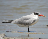 caspian tern BRD0073.jpg