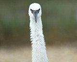 reddish egret BRD1698.jpg