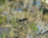 dragonfly BRD2134.jpg