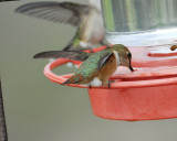 rufous hummingbird BRD2464.jpg
