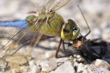 dragonfly DSC1558.jpg