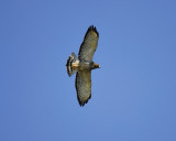broad-winged hawk BRD2818.jpg