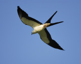 swallow-tailed kite BRD7129.jpg