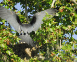 swallow-tailed kite BRD7180.jpg