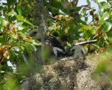 swallow-tailed kite BRD7313a.jpg