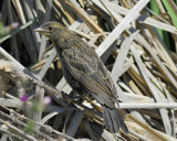 red-winged blackbird bicolored_BRD6163.jpg