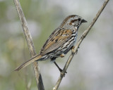 song sparrow BRD6164.jpg