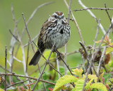 song sparrow BRD6219.jpg