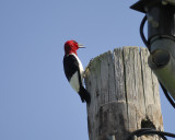 red-headed woodpecker BRD7753.jpg
