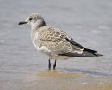laughing gull BRD7970.jpg